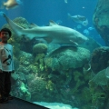 Tennessee Aquarium in Chattanooga