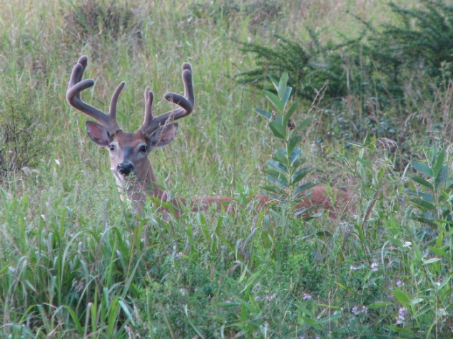 Buck in West Virginia
